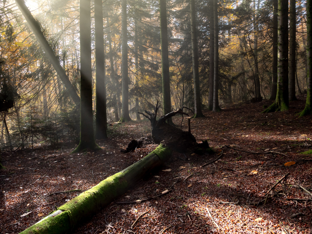 Wood Residues & Biochar